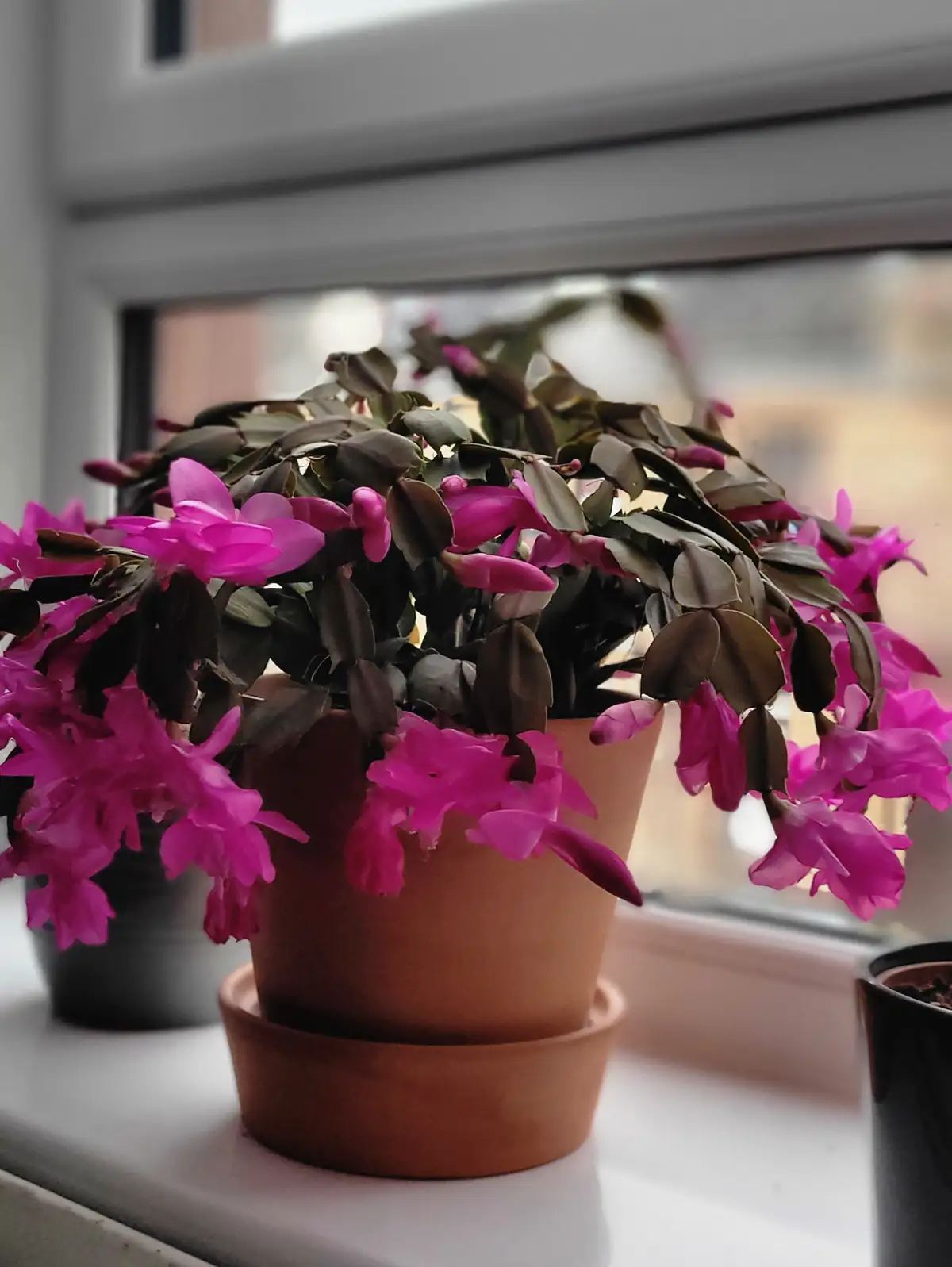 A vibrant pink-flowering Christmas cactus sits in a terracotta pot on a windowsill, its dark green leaves and bright blooms…