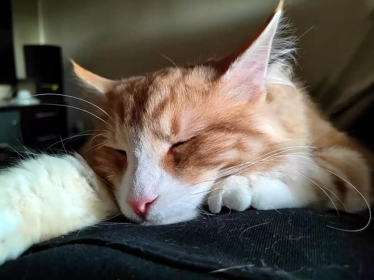 A close-up photo shows a fluffy orange and white cat sleeping peacefully with its eyes closed, resting its head on a dark…