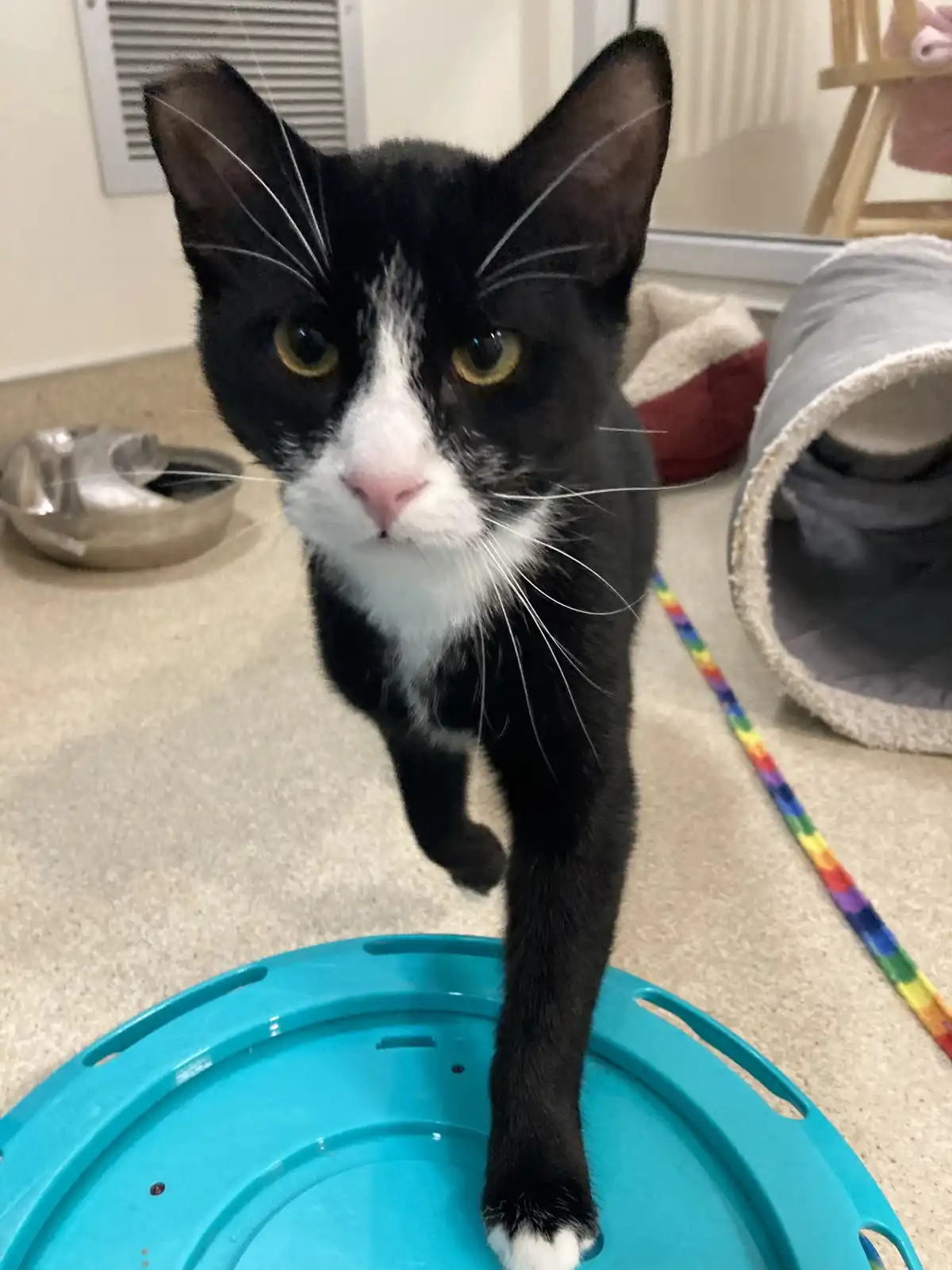 A black and white cat with yellow eyes stands on a blue plastic lid, one paw raised, looking directly at the camera with a…