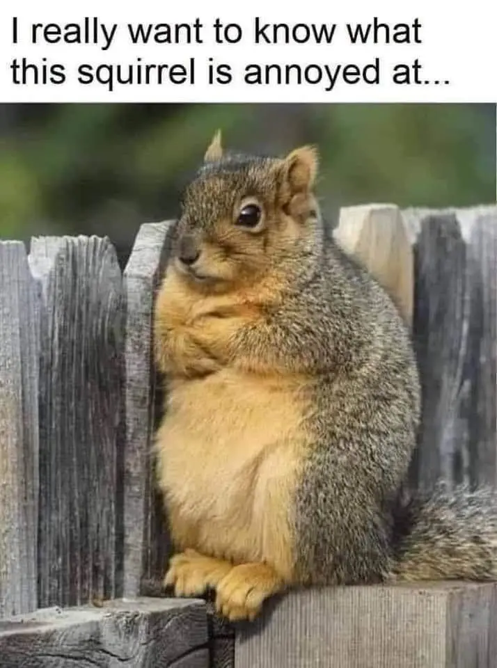 A close-up photo shows a squirrel perched on a weathered wooden fence, looking off to the side with a visibly grumpy or…
