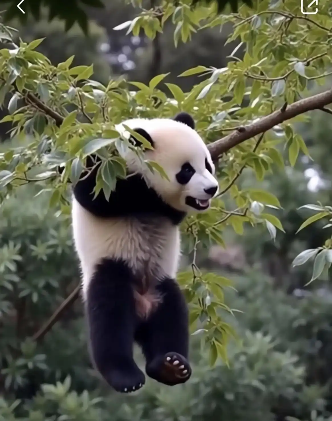 A young giant panda hangs from a tree branch with its legs dangling, looking directly at the camera with its mouth slightly…