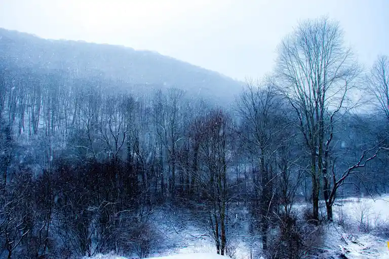 A snowy winter landscape with bare trees and falling snow, overlaid with the text 'i'm not lazy, i'm in energy-saving mode'.