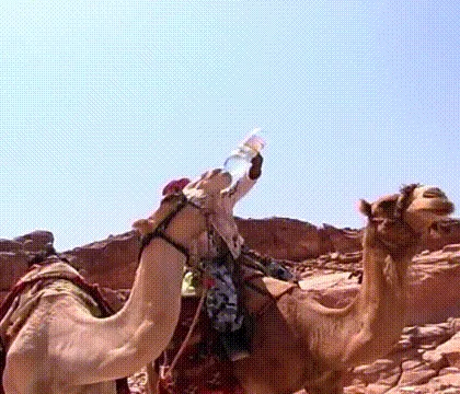 A sequence of six images shows a camel in a desert setting drinking water from a plastic bottle. The first three frames show…