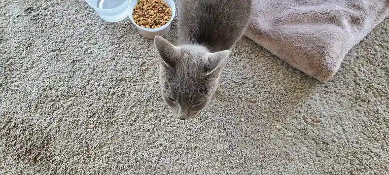 A gray cat with its head down, looking at the carpet, next to a bowl of dry cat food and a water bowl. The cat appears…