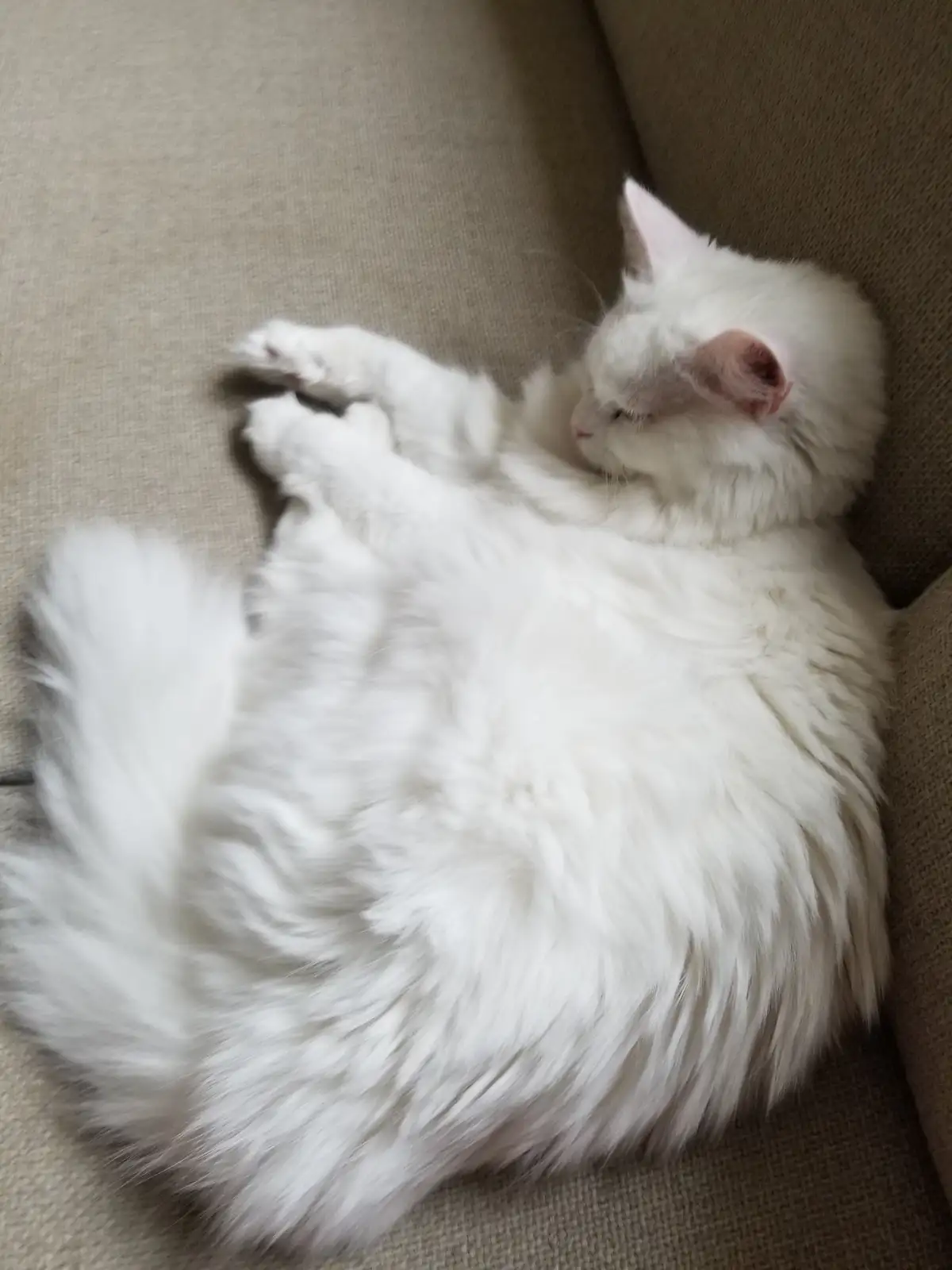 A fluffy white cat is curled up and sleeping on a beige couch, its paws tucked near its face. The overlaid text reads 'i'm…