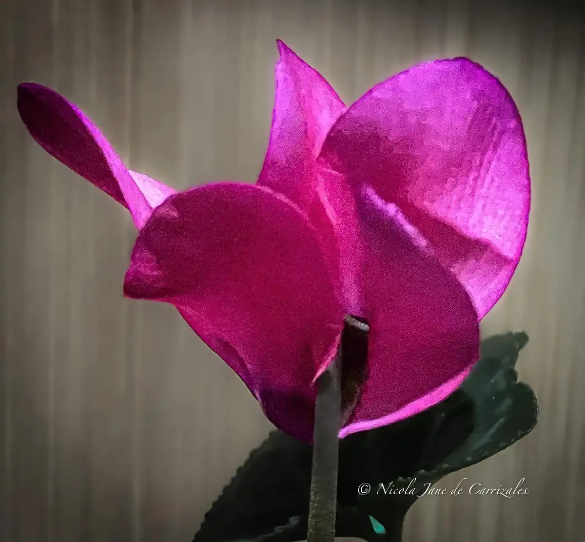 A vibrant magenta cyclamen flower is shown in profile against a blurred curtain background, with its two upper petals shaped…