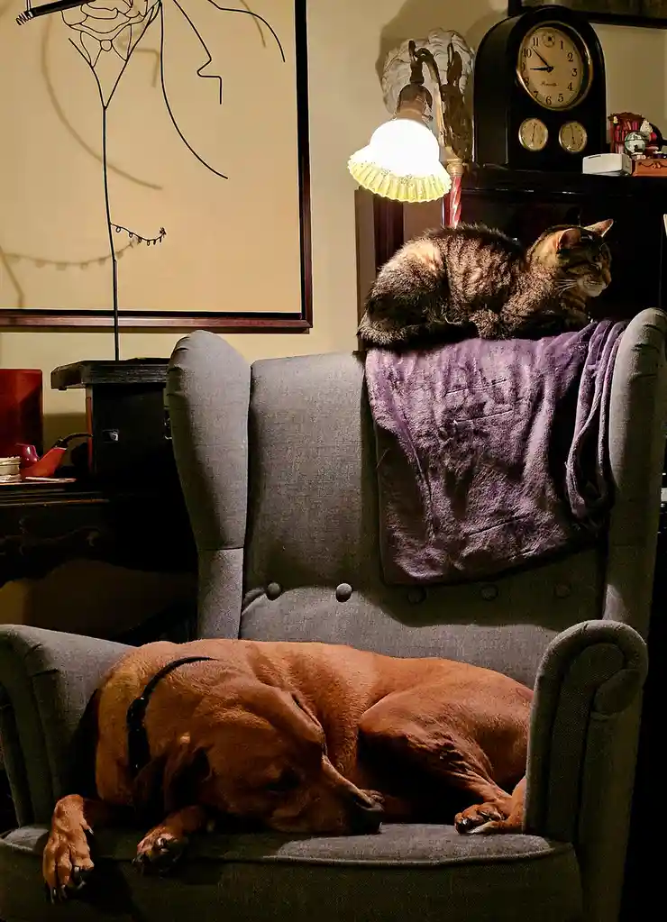 A brown dog sleeps soundly on a grey armchair while a tabby cat lounges on the backrest above it, both in a cozy, warmly lit…