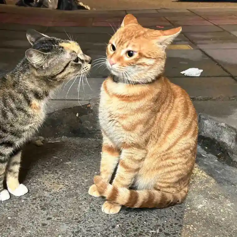Two cats are sitting on a sidewalk, one tabby cat on the left is nuzzling the cheek of a larger orange tabby cat on the…