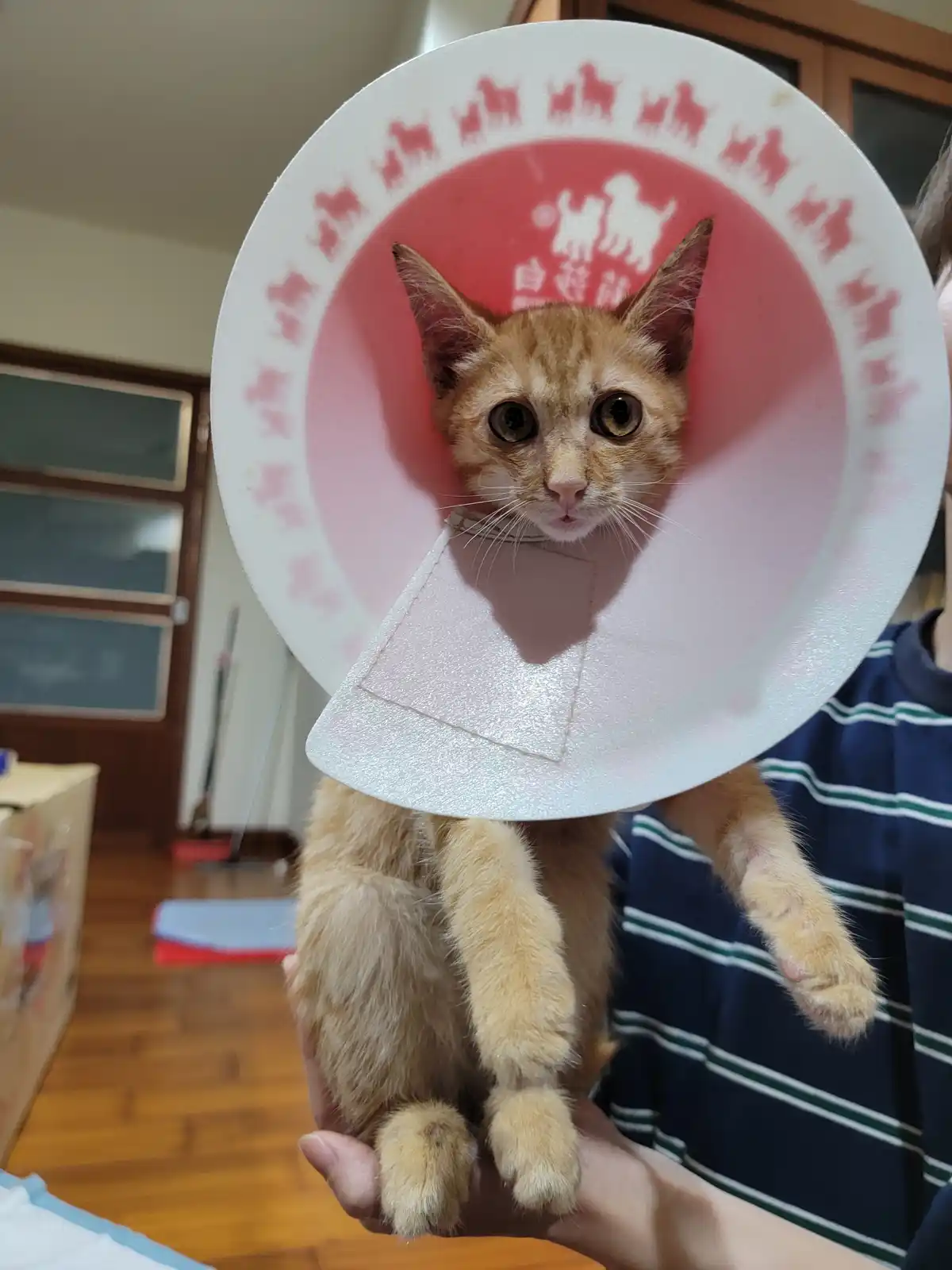 A person holds a ginger cat wearing a large, white, cone-shaped pet collar, which has red silhouettes of cats around its…