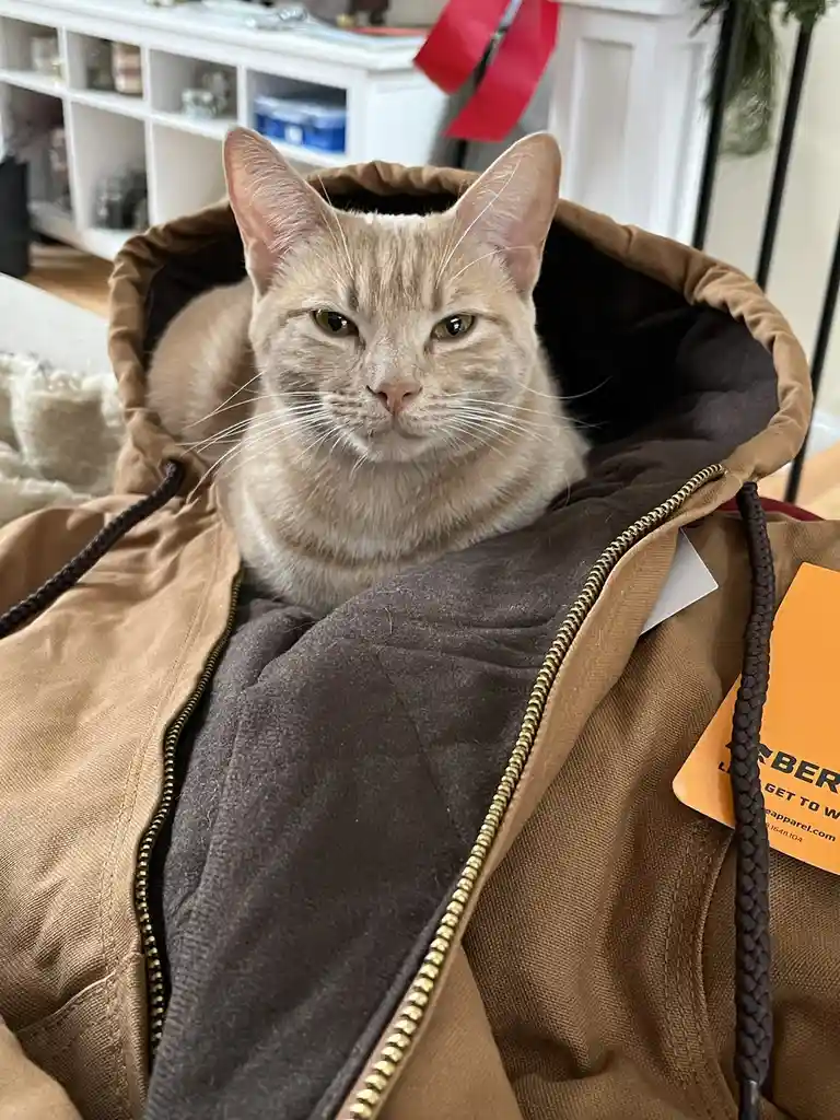 A light brown tabby cat with green eyes sits inside the hood of a tan and dark brown zip-up jacket, looking directly at the…