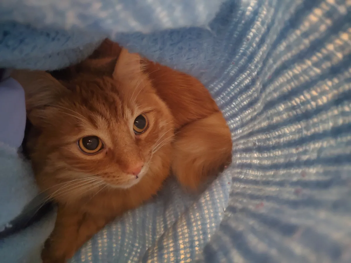 Meet Queso: The Beloved Orange Twit Who Adores Bananas