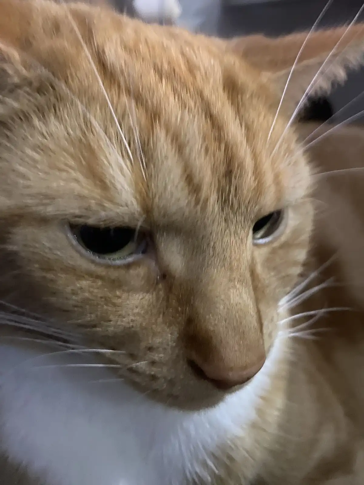 A close-up photo of an orange tabby cat with a white chest, looking directly at the camera with a visibly unimpressed…