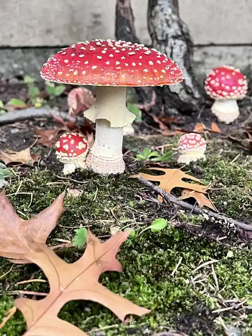 A close-up photo shows several red-and-white spotted mushrooms, resembling fly agaric, growing in moss with fallen leaves…