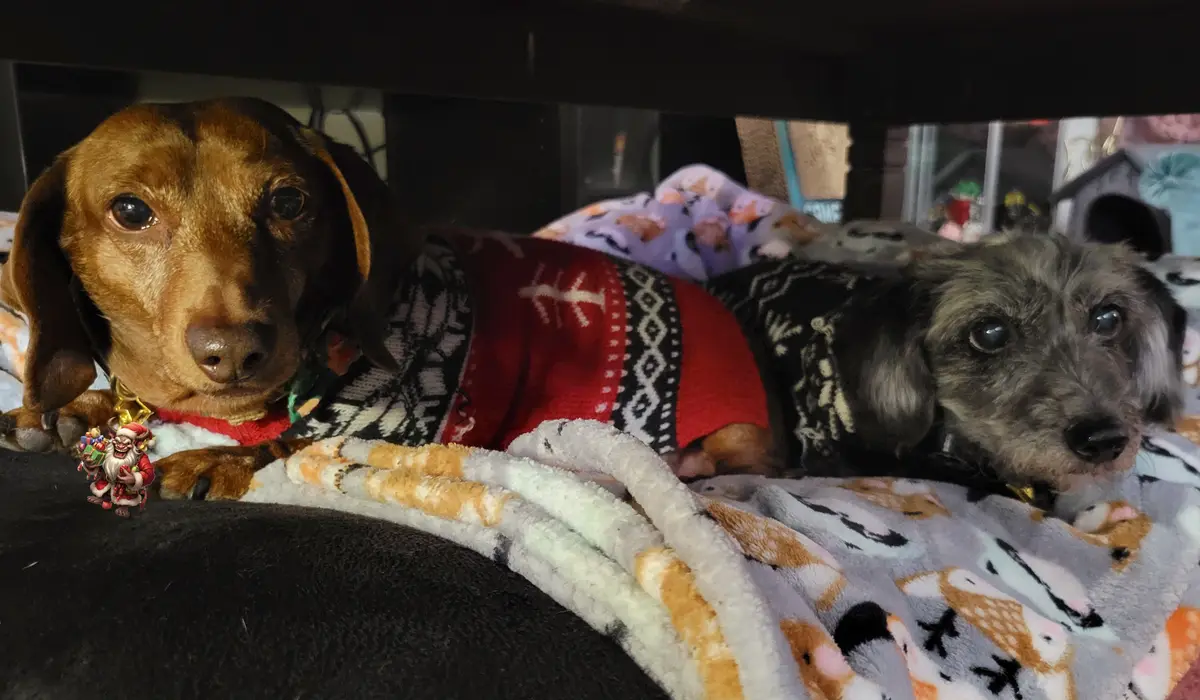 Two dachshunds lie side-by-side under a bed, both wearing festive sweaters, looking directly at the camera with solemn…