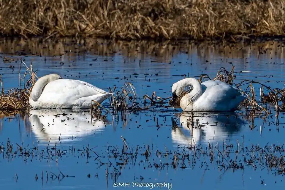 Two white swans are resting in shallow water among dry reeds; one is sleeping with its head tucked, the other is preening…