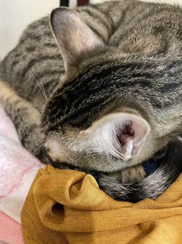 A close-up photo of a tabby cat curled up and sleeping soundly, its head nestled into a mustard-yellow fabric. The cat's…