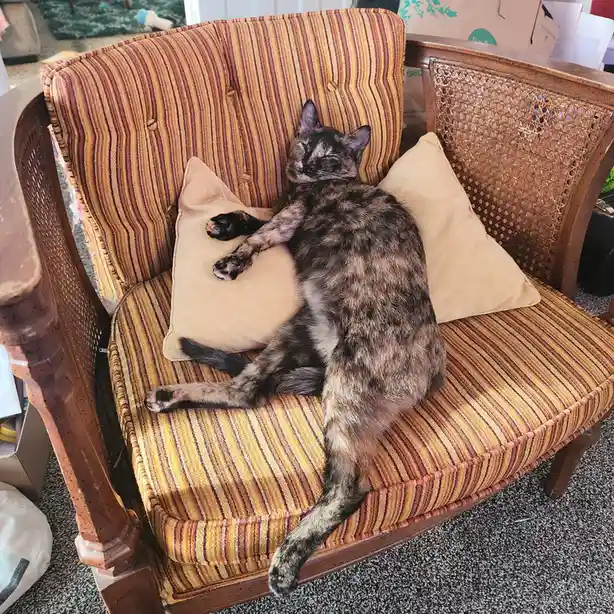 A tortoiseshell cat is sleeping soundly on its back on a striped armchair, legs splayed, surrounded by beige pillows. The…