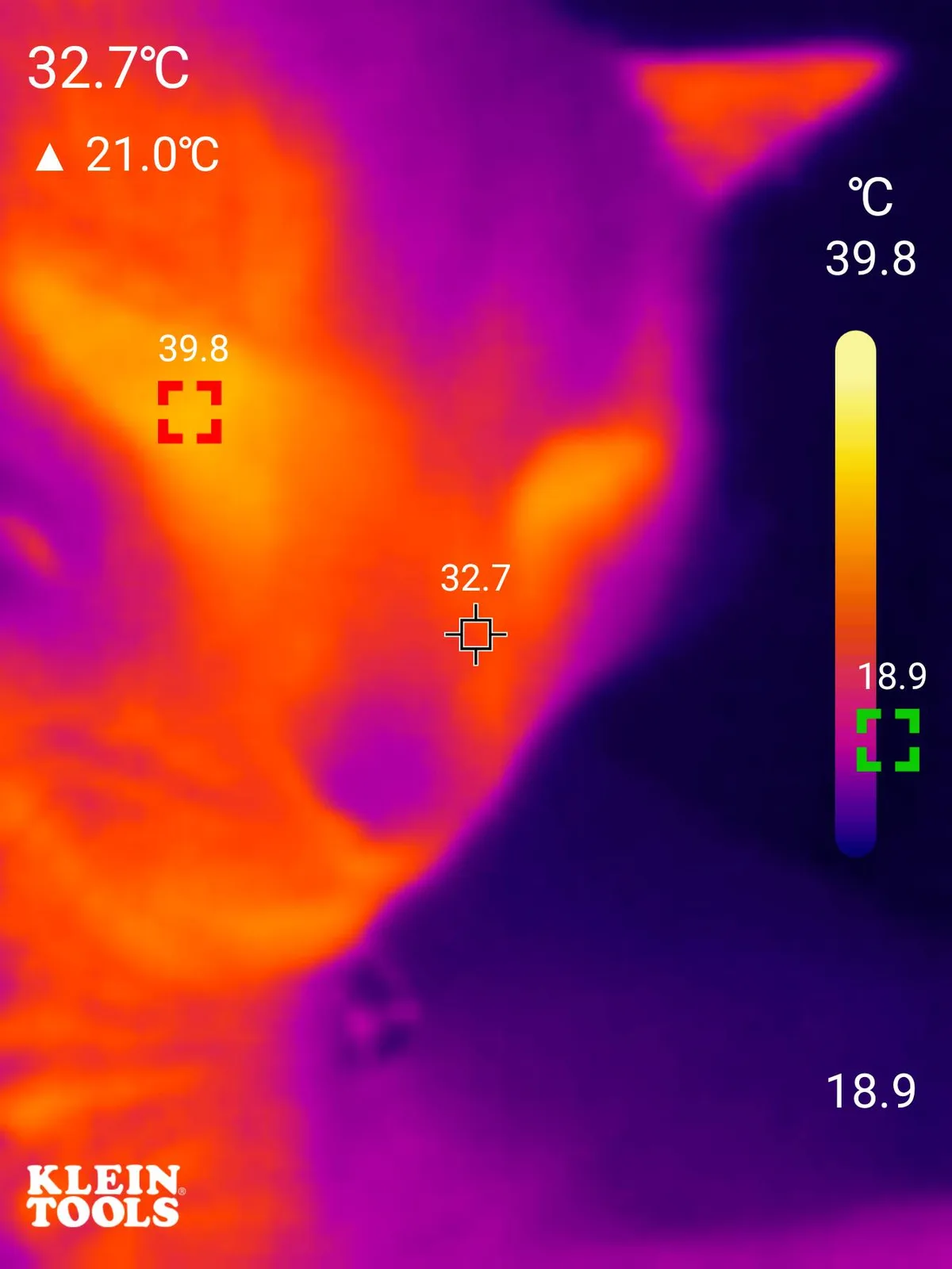 A thermal image of a cat's face shows its forehead at 39.8°C and its nose at 32.7°C, with a temperature difference of 21.0°C…