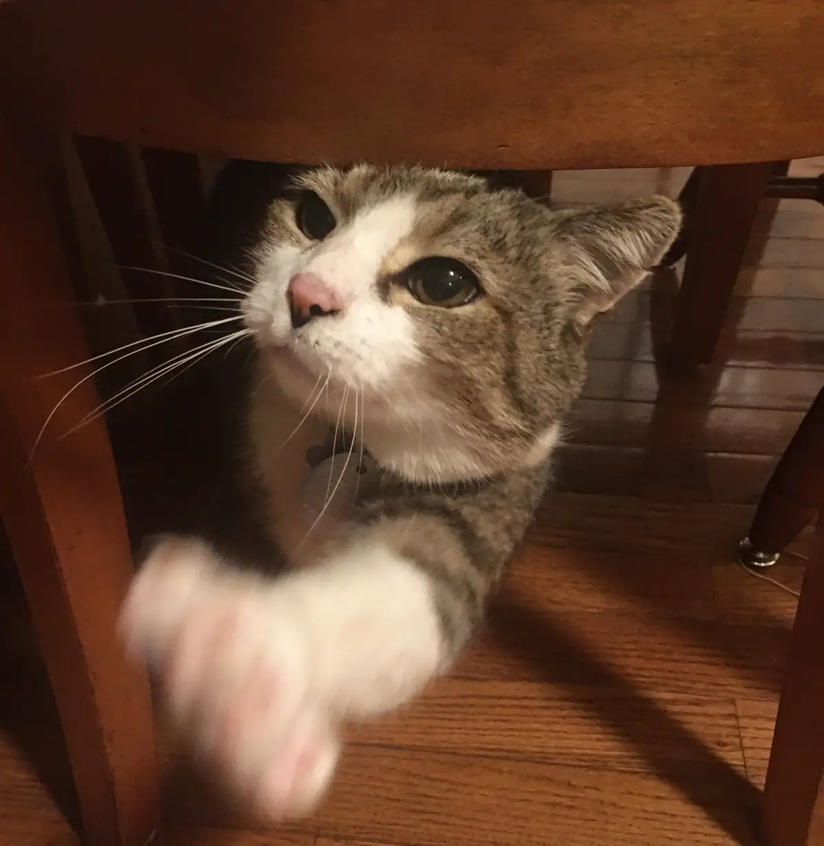 A tabby and white cat is peeking out from under a wooden table, looking upward with wide eyes, while its front paw is…