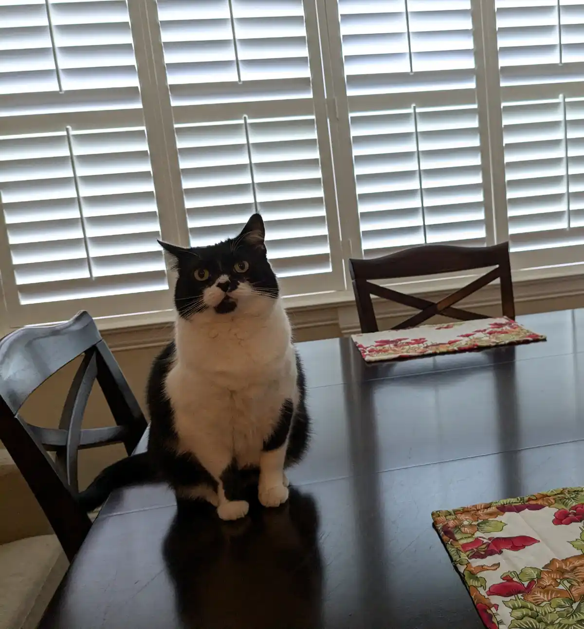 She's Not Overweight, Just Adorably Fluffy