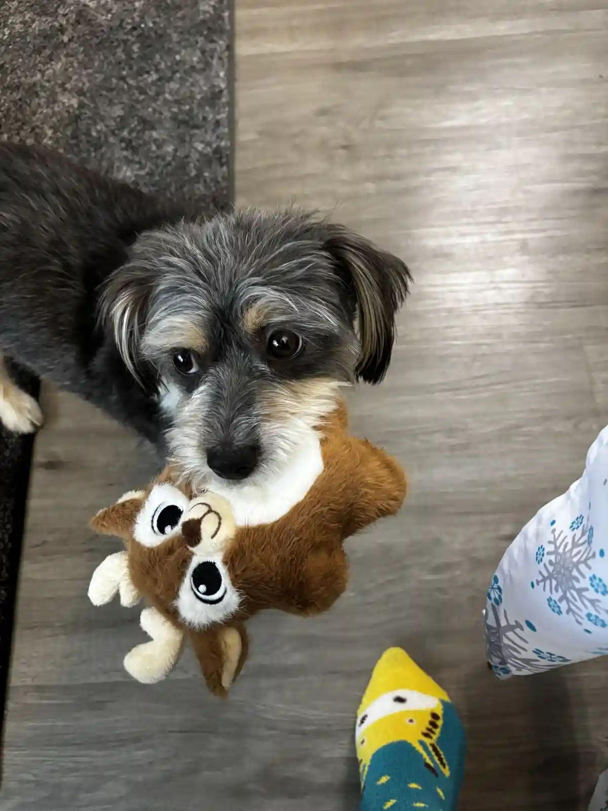 A small, scruffy dog with gray and tan fur looks up with wide, pleading eyes while holding a brown plush toy shaped like a…