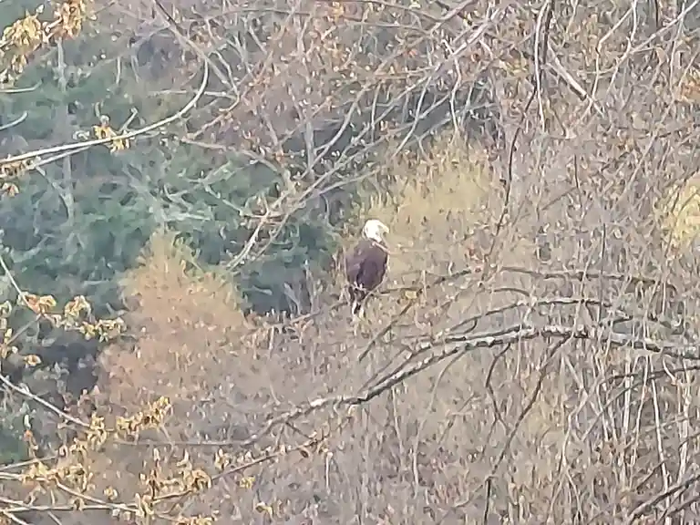 A blurry photo shows a bald eagle perched among bare tree branches with some sparse yellow leaves, surrounded by green and…