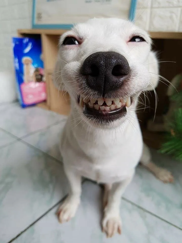 A close-up photo of a white dog looking directly at the camera with its mouth open, showing its teeth in a grin that…