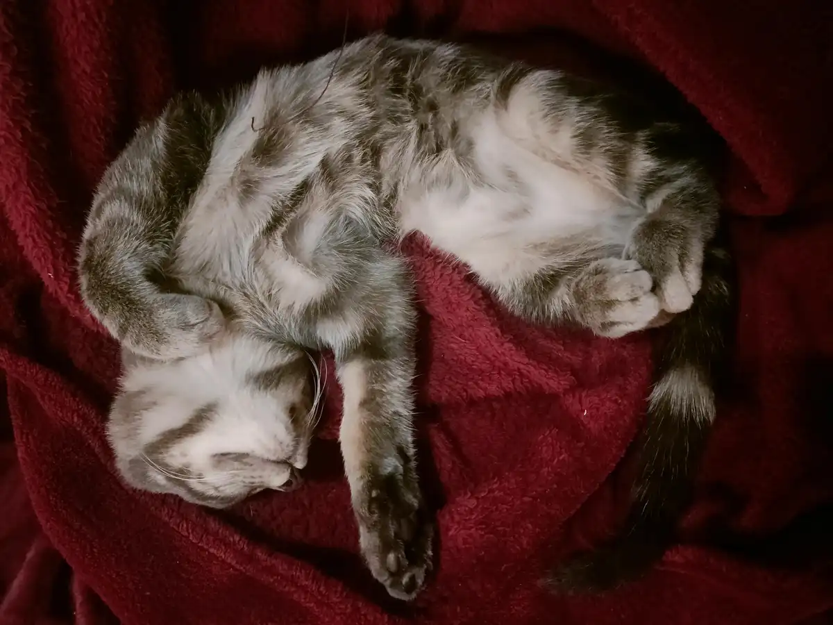 A gray and white tabby cat is curled up sleeping on its side on a plush red blanket, with its paws tucked in and eyes…