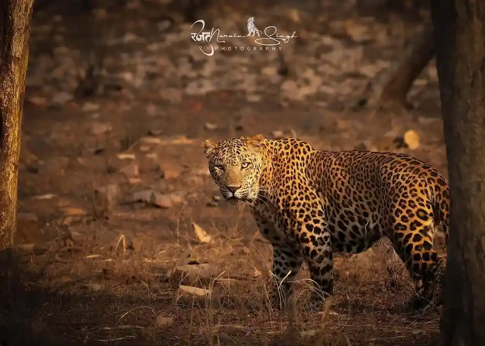 A leopard stands in a dry, wooded area, looking directly at the camera with a calm, almost smug expression. The image has a…