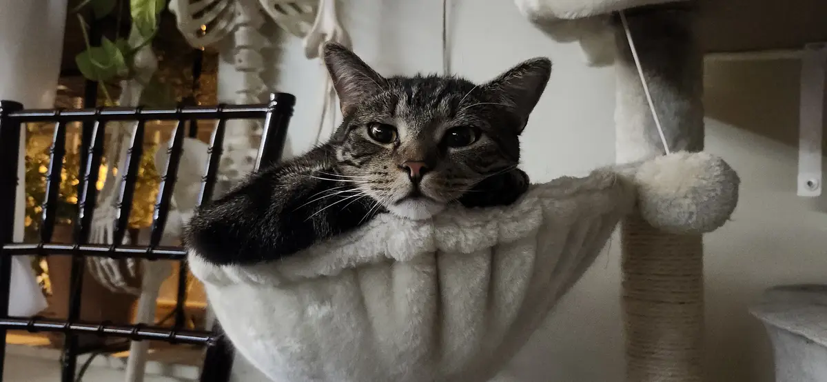 A tabby cat with wide, unimpressed eyes rests its head on the edge of a plush white cat tree perch, looking directly at the…