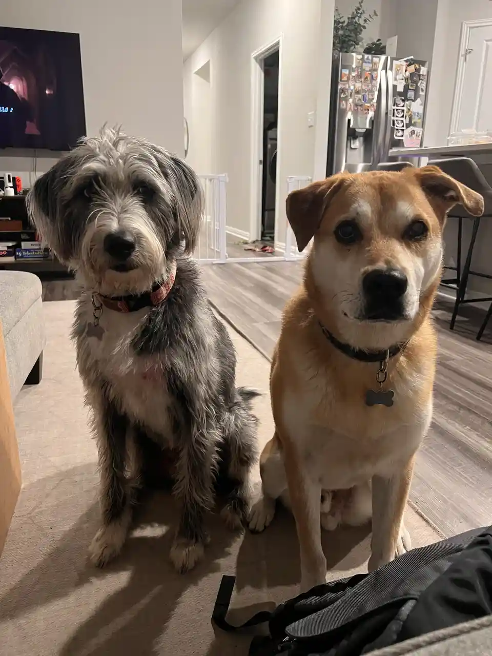 Two dogs sit side-by-side on a carpeted floor in a home, looking directly at the camera with serious expressions. The dog on…
