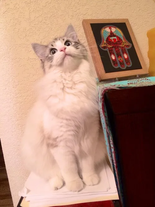 A fluffy, long-haired cat with wide, startled eyes sits upright on a stack of papers, looking upward. Behind it, a framed…
