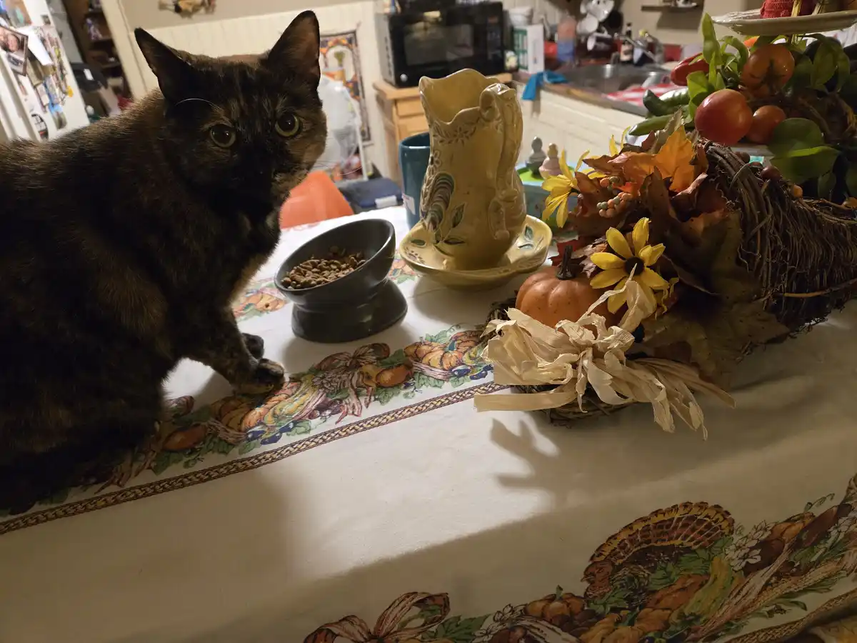 A tortoiseshell cat sits on a Thanksgiving-themed tablecloth, looking directly at the camera with wide eyes, next to a bowl…