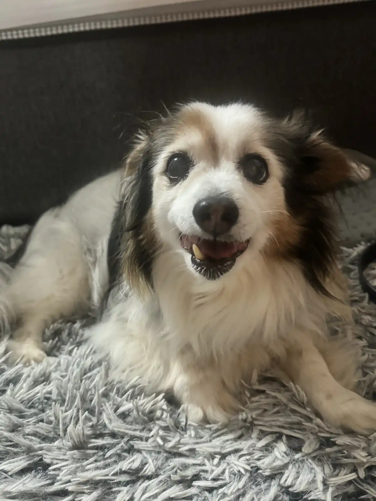 A small, fluffy dog with white, black, and tan fur is lying on a shaggy gray rug, looking directly at the camera with a…