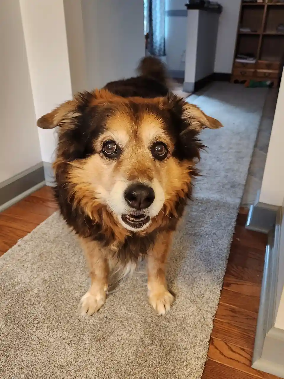 A brown and black dog with wide, pleading eyes and slightly open mouth stands on a beige rug in a home, looking directly at…