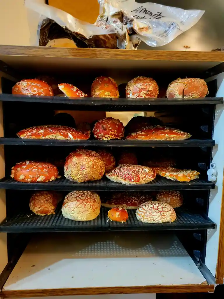 A black multi-tiered drying rack is filled with numerous red-and-white spotted mushrooms, resembling fly agaric, arranged…