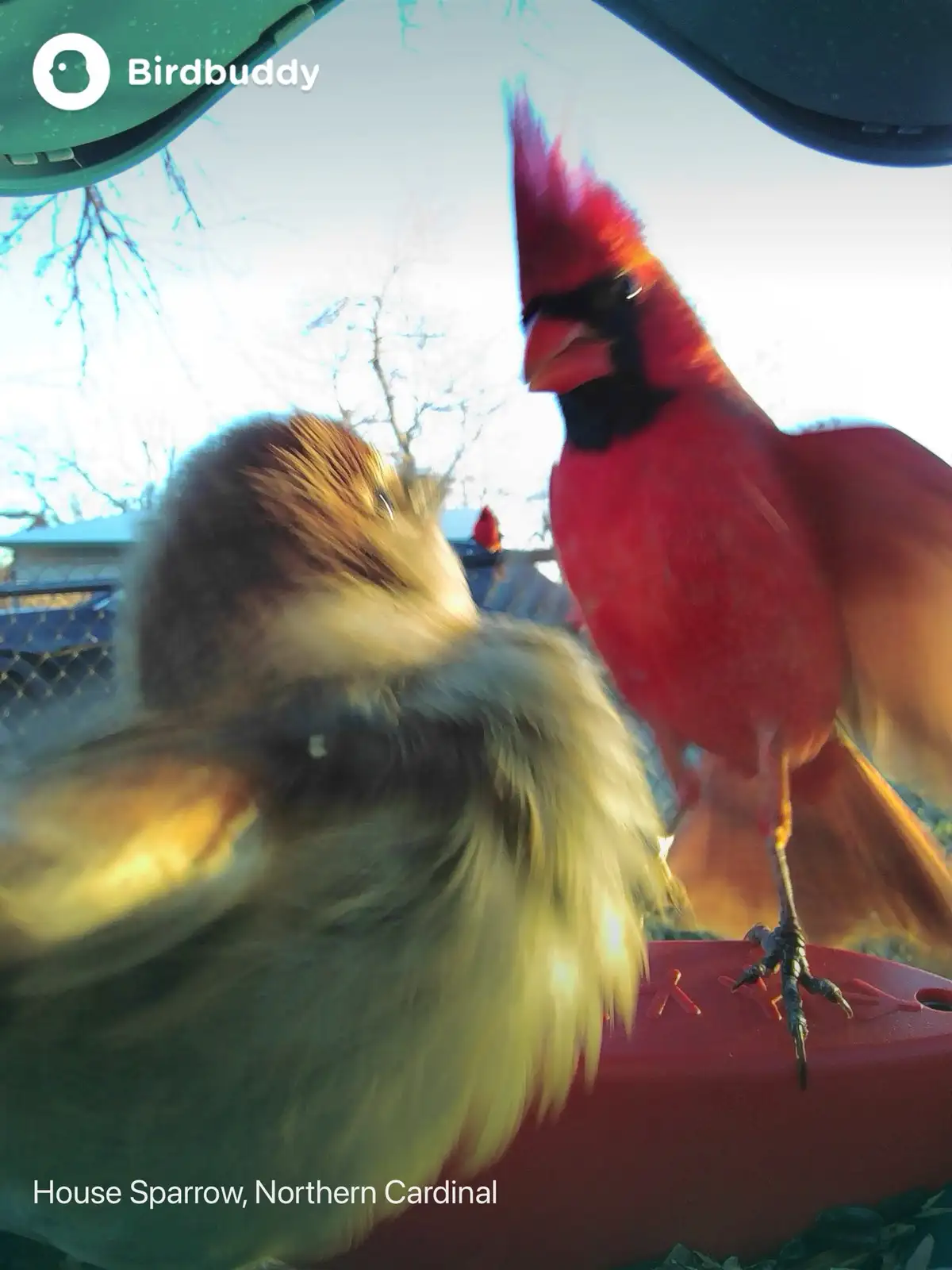 A still image from a bird feeder camera shows a blurry, motion-blurred house sparrow in the foreground and a sharply…