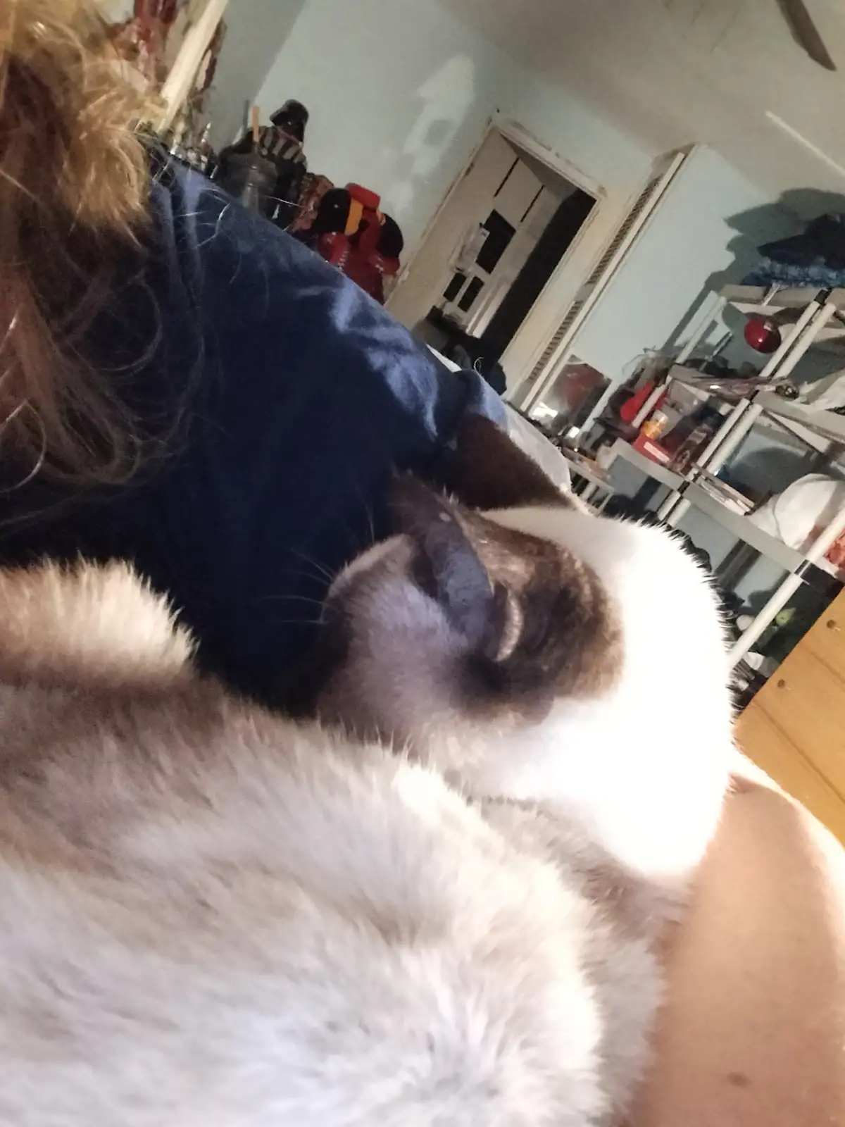 A fluffy, long-haired cat with white and brown fur is curled up and sleeping soundly on a person's chest, who is wearing a…