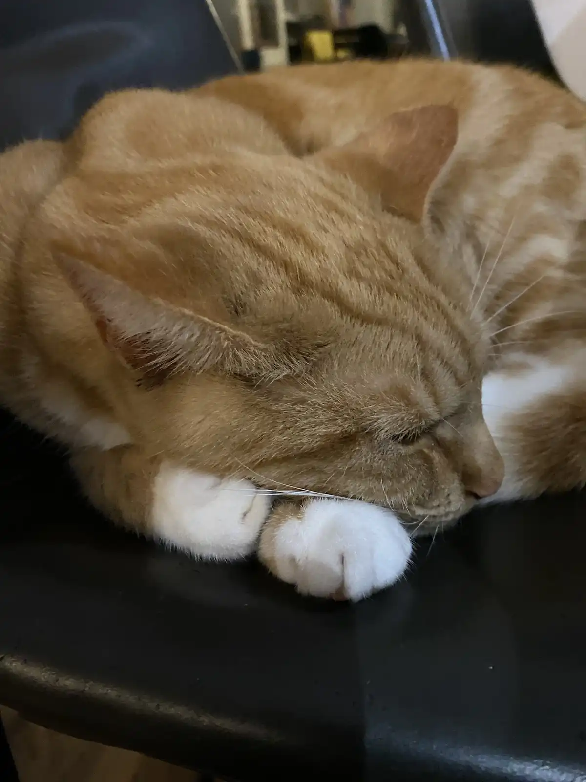 An orange tabby cat with white paws is curled up and sleeping soundly on a black chair, its head resting on its paws. The…