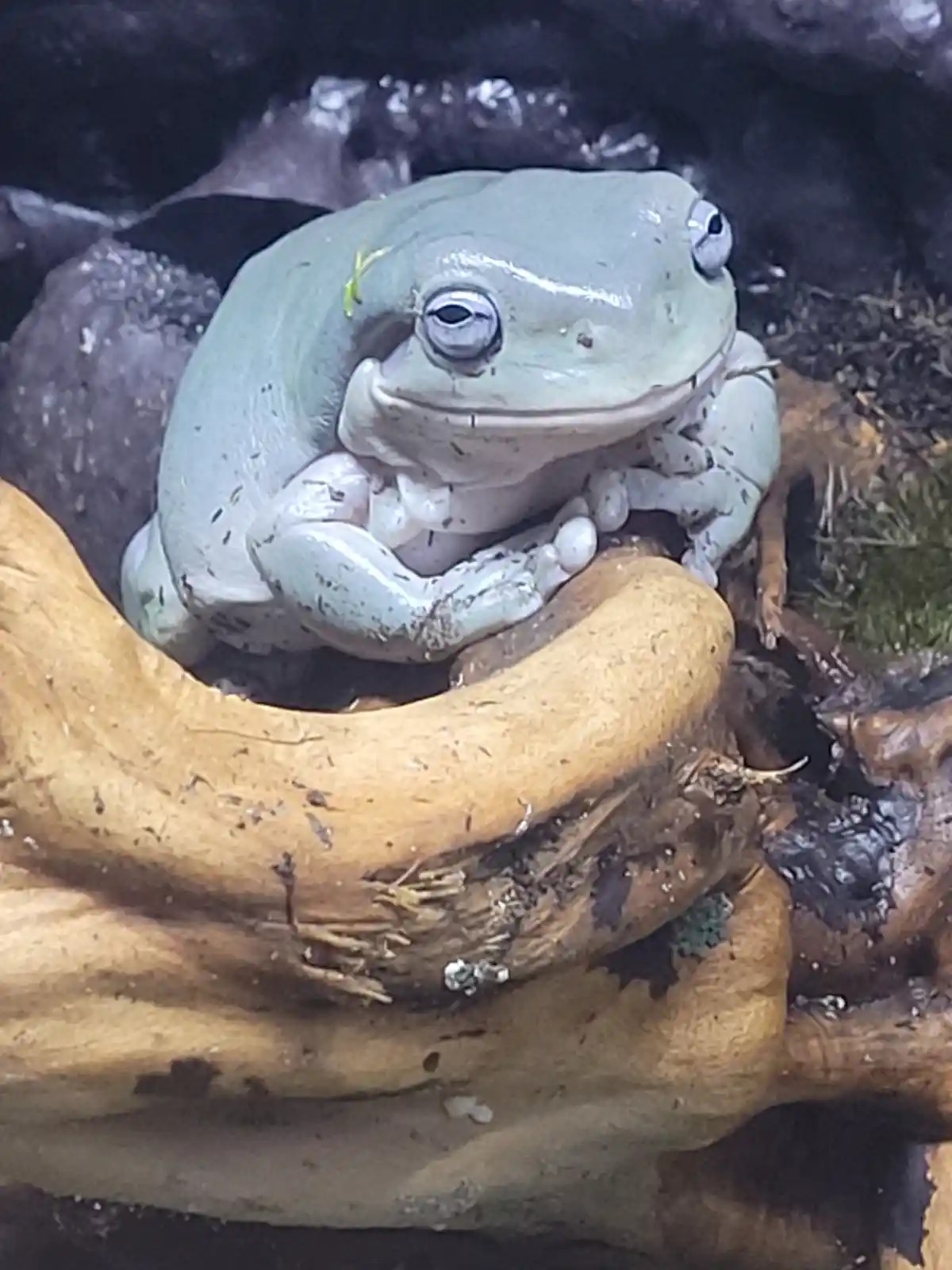 A light green tree frog with large, round eyes sits perched on a curved, light-brown wooden branch in a dark, naturalistic…