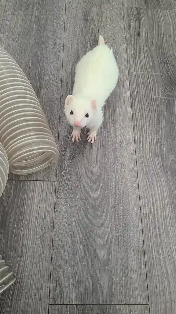 A small, white ferret stands upright on a gray wood-grain floor, looking directly at the camera with wide, dark eyes and a…