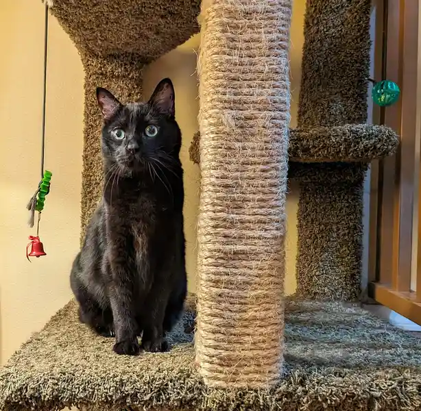 A black cat with wide, startled green eyes sits upright on a carpeted cat tree, looking directly at the camera. The cat tree…