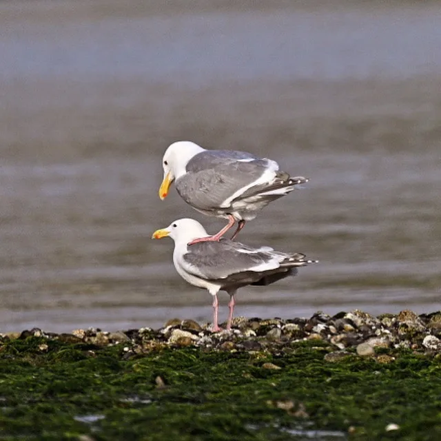 Two seagulls are standing on a mossy, rocky shoreline near water. One seagull is perched on the back of the other, which is…