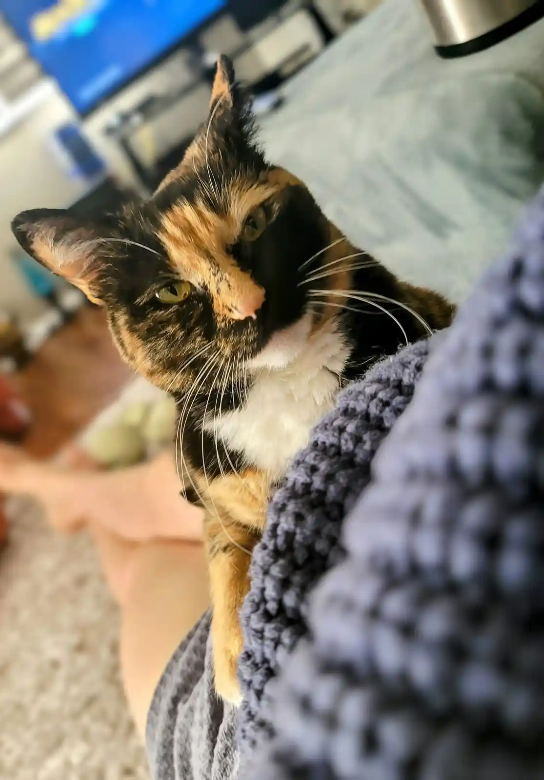 A close-up photo of a calico cat with black, orange, and white fur, looking directly at the camera with a displeased…