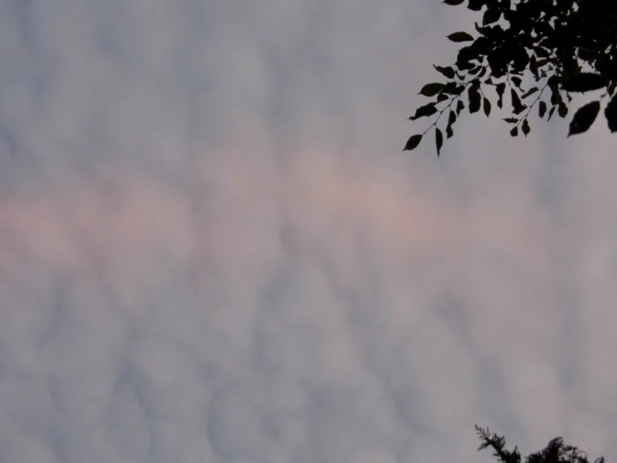 A blurry photo of a cloudy sky with pinkish hues, framed by dark silhouettes of tree branches in the top right and bottom…