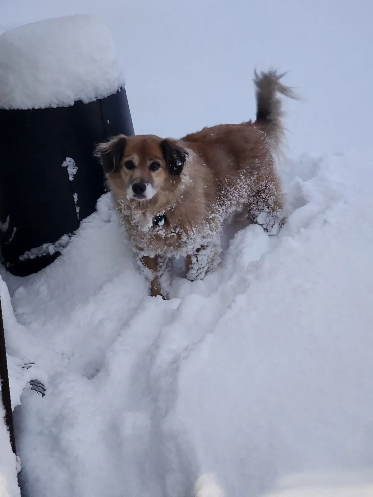 Dolly's Delightful Day in the New Orleans Snow