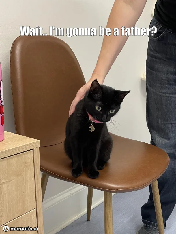 A small black kitten with wide, startled eyes sits on a brown leather chair, looking up as a person's hand pets its back…