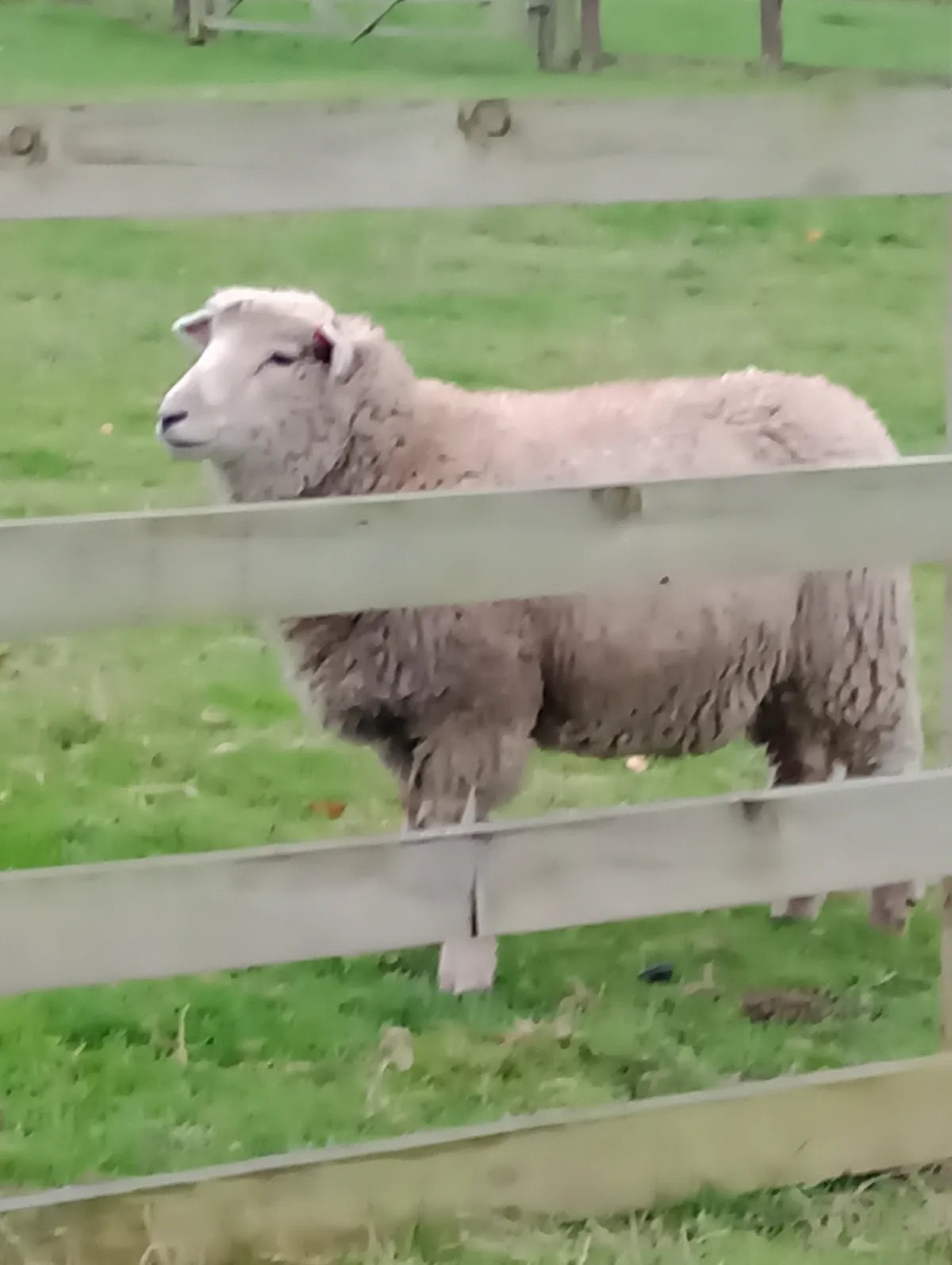A sheep with a calm, slightly bored expression stands behind a wooden fence in a grassy field. The sheep's wool is thick and…