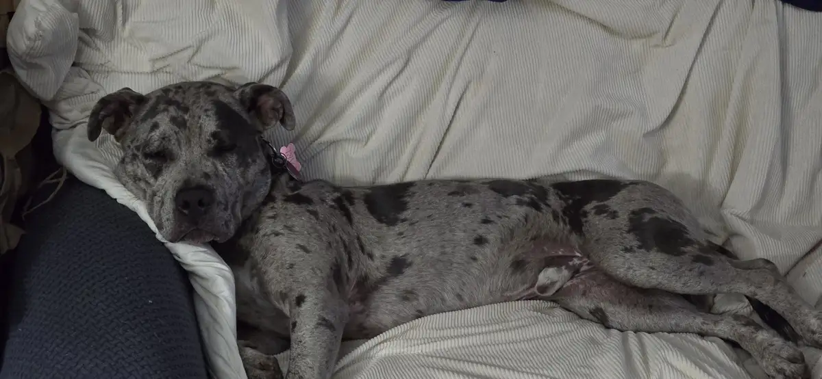 A gray and black spotted dog with floppy ears is sleeping soundly on a white corduroy couch, its head resting on a pillow…
