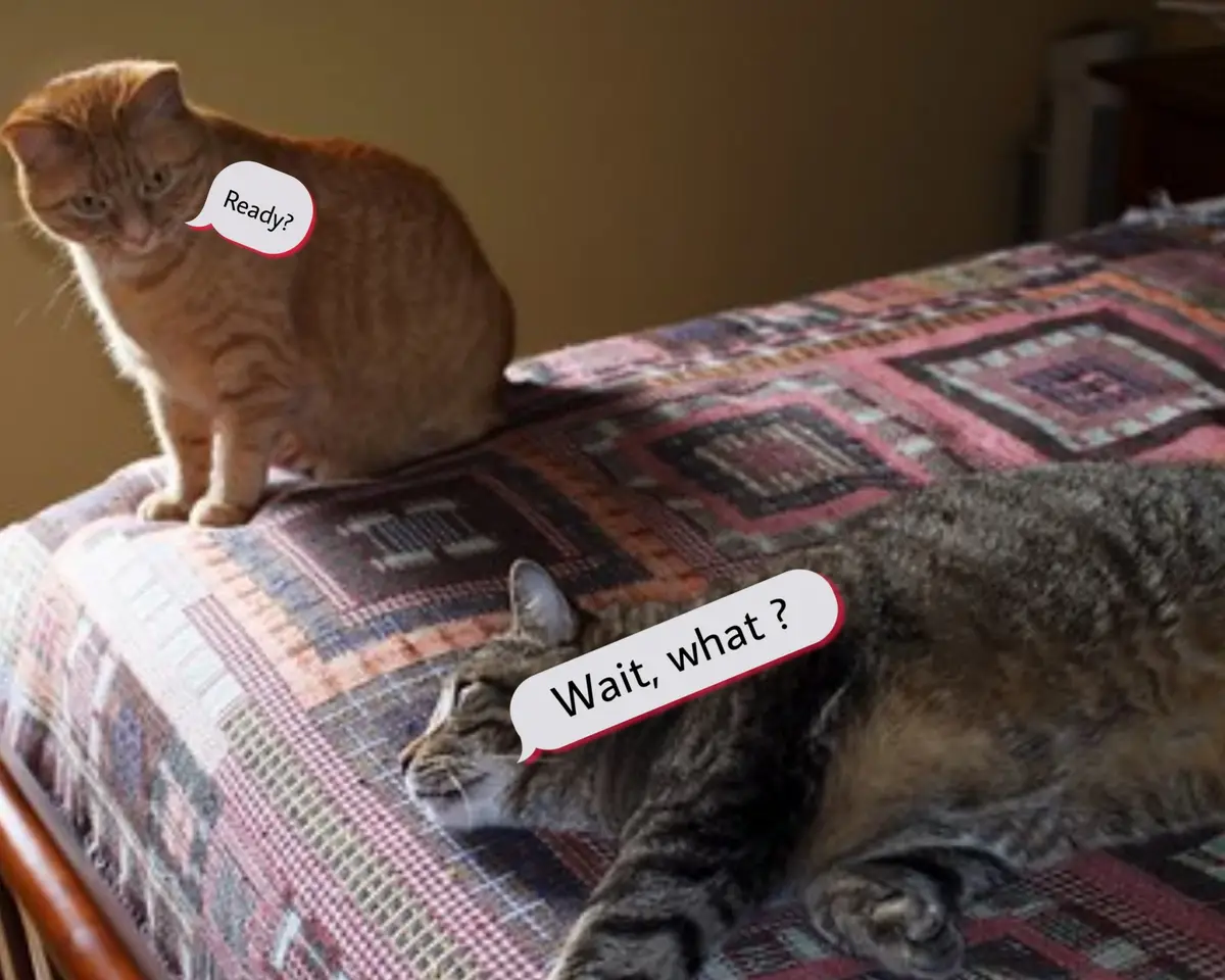 An orange tabby cat sits upright on a patterned quilted bedspread, looking alert with a speech bubble saying 'Ready?'. A…